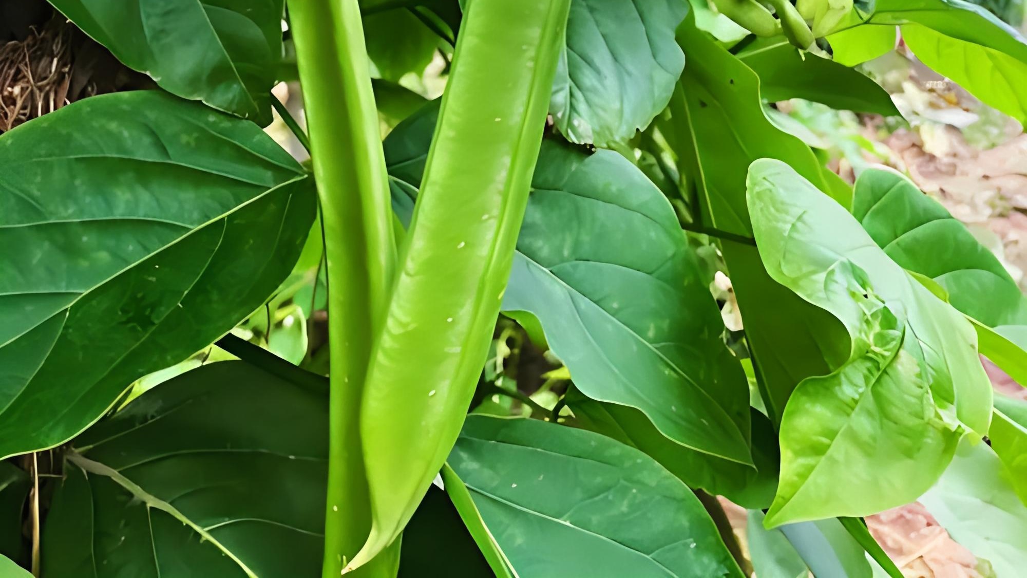 豆科植物纵横《刀豆》