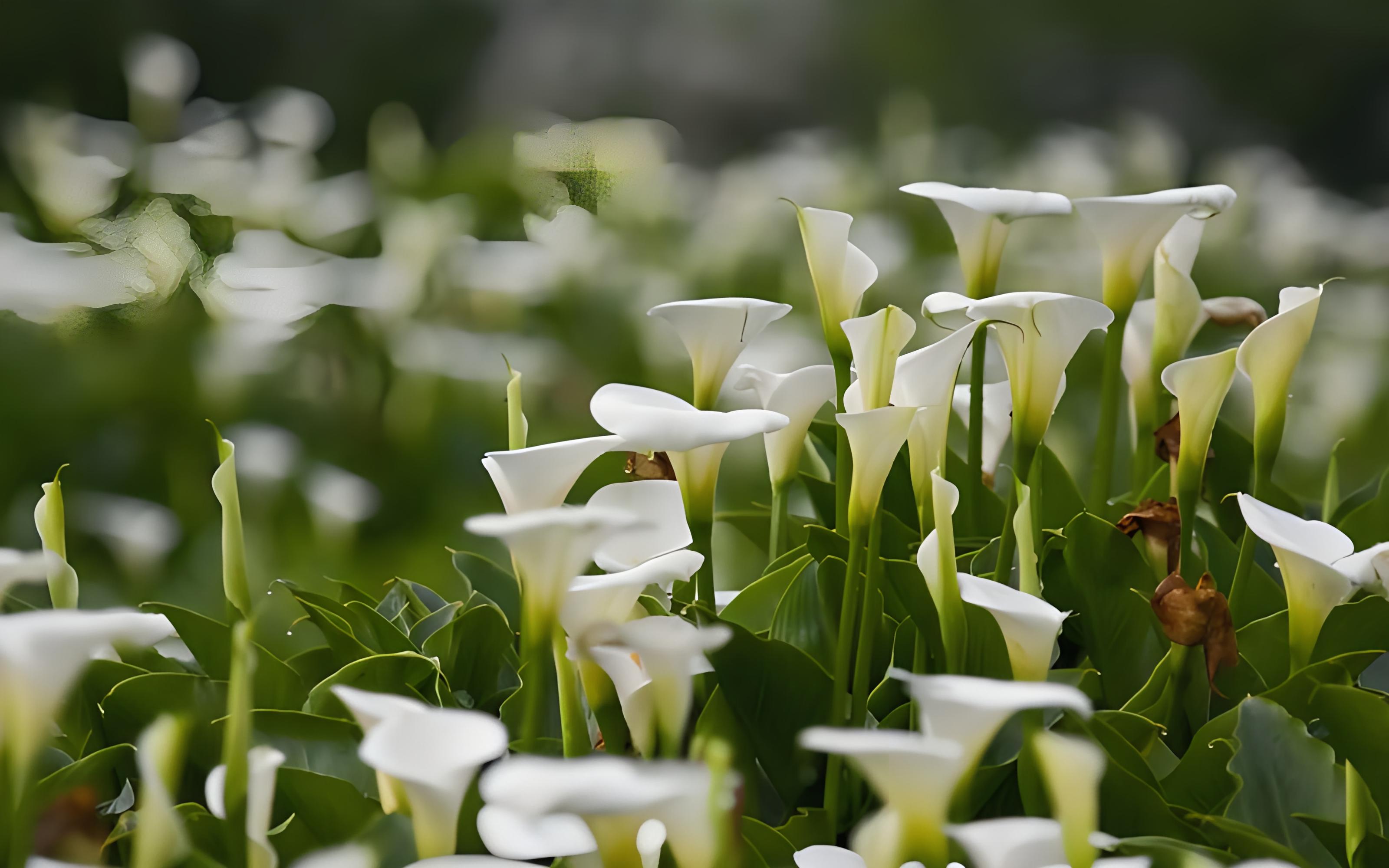海芋花是什么花,长什么样,海芋花的花语是什么?