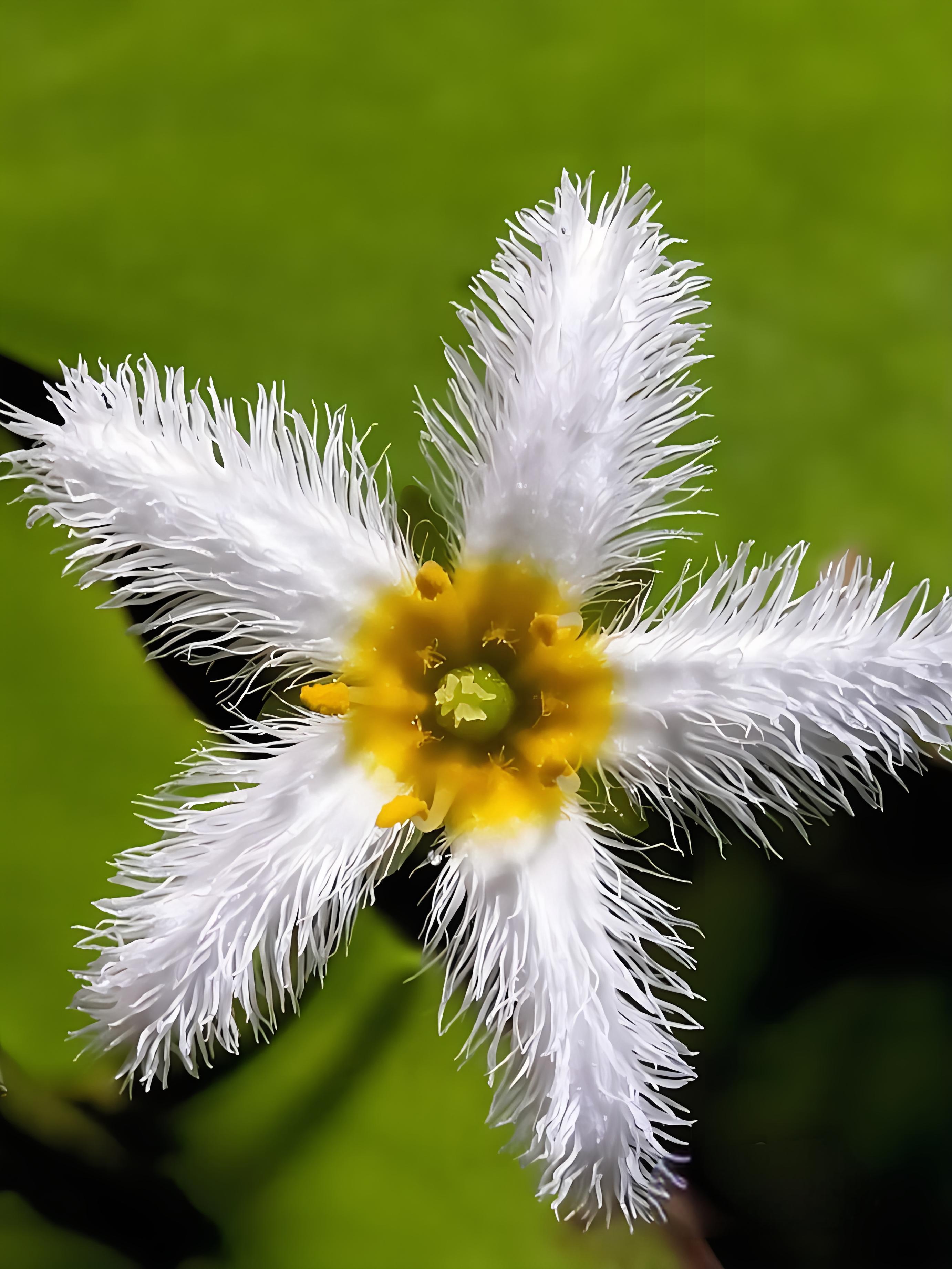 一叶萩一年开几次花,一叶萩的生长环境是什么?