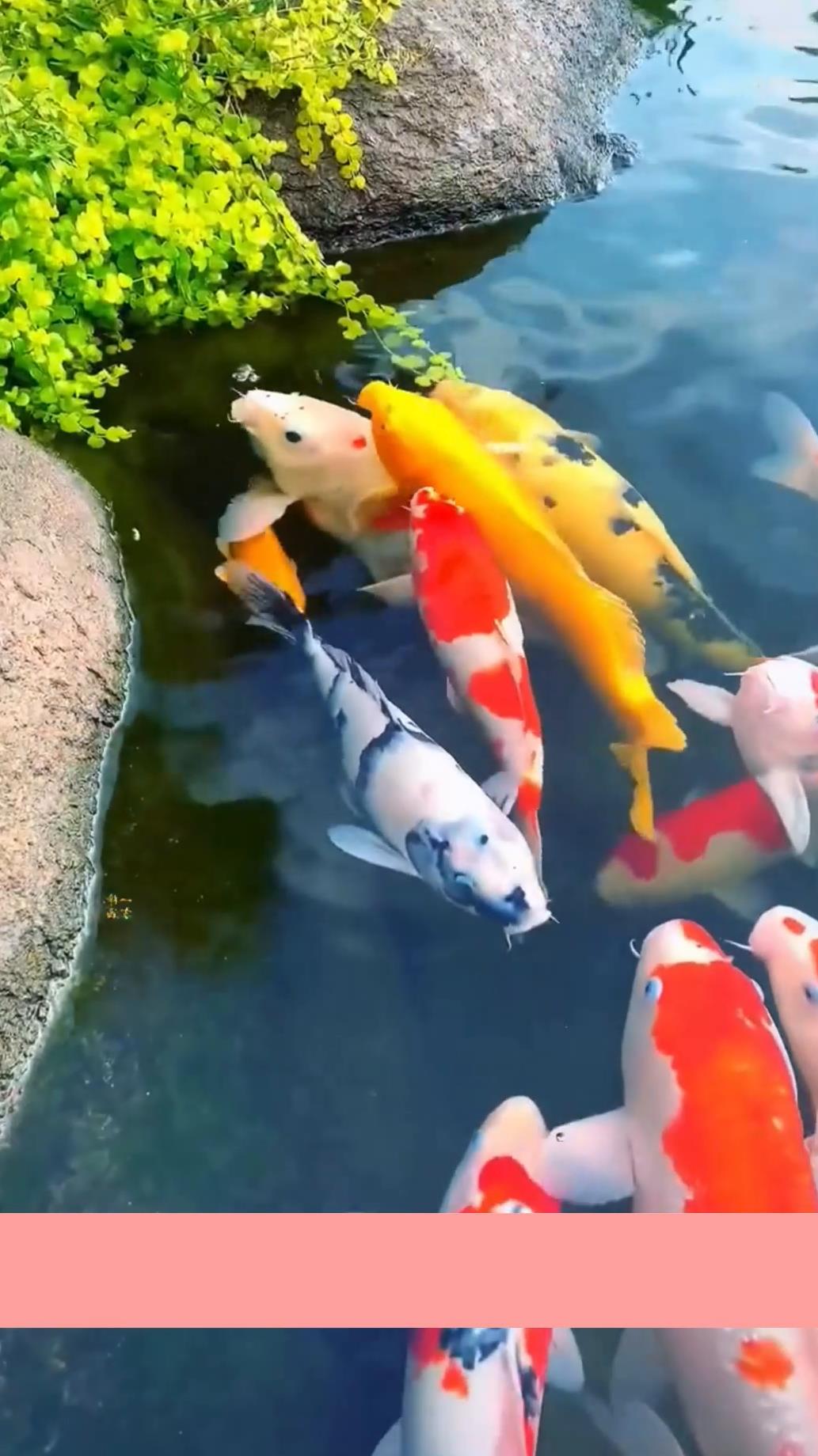 水塘里漂亮的锦鲤嬉戏看到马上要有好运