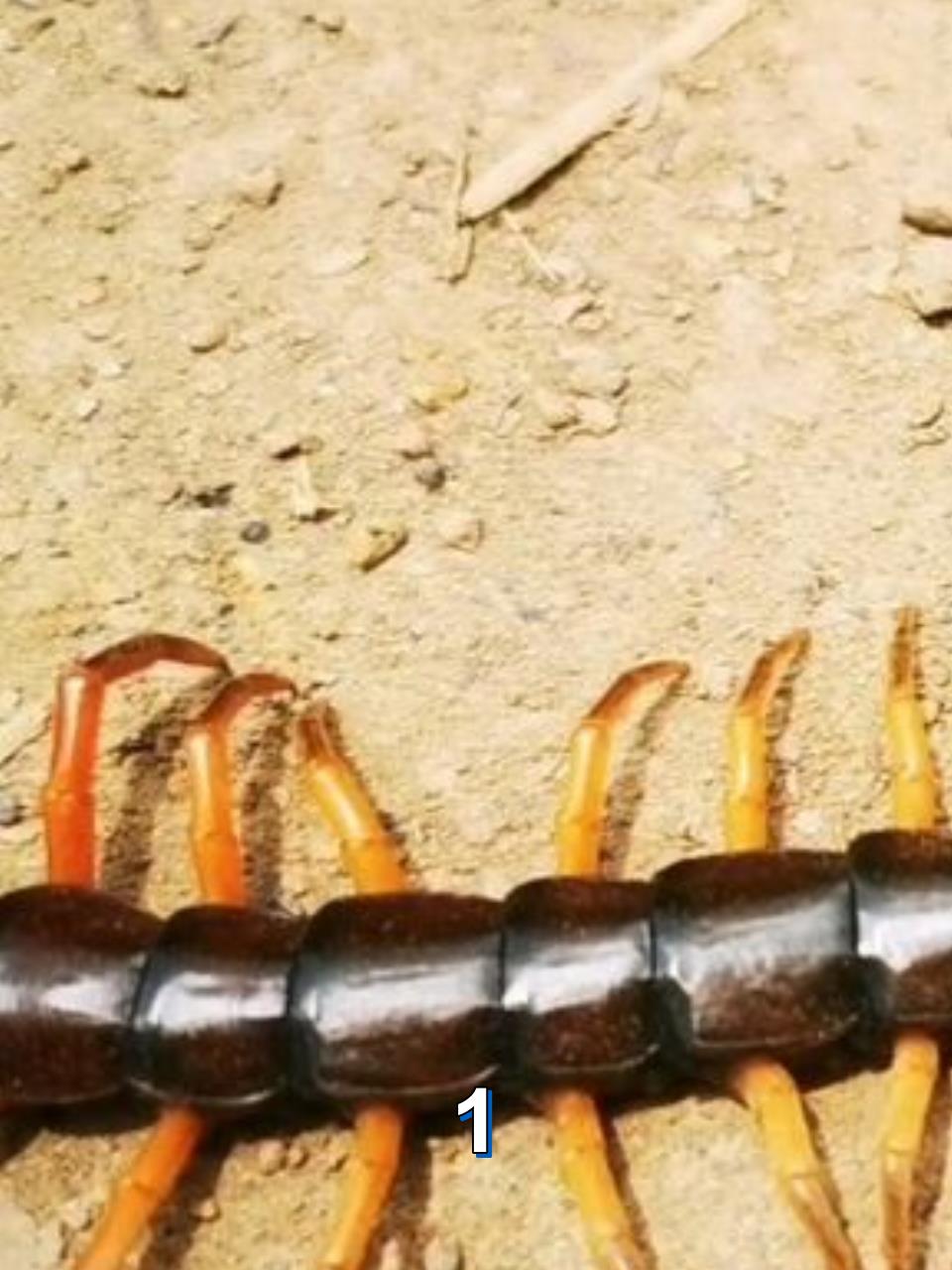 广西壮族揭秘剧毒巨蜈蚣惊现野外探险需谨慎1