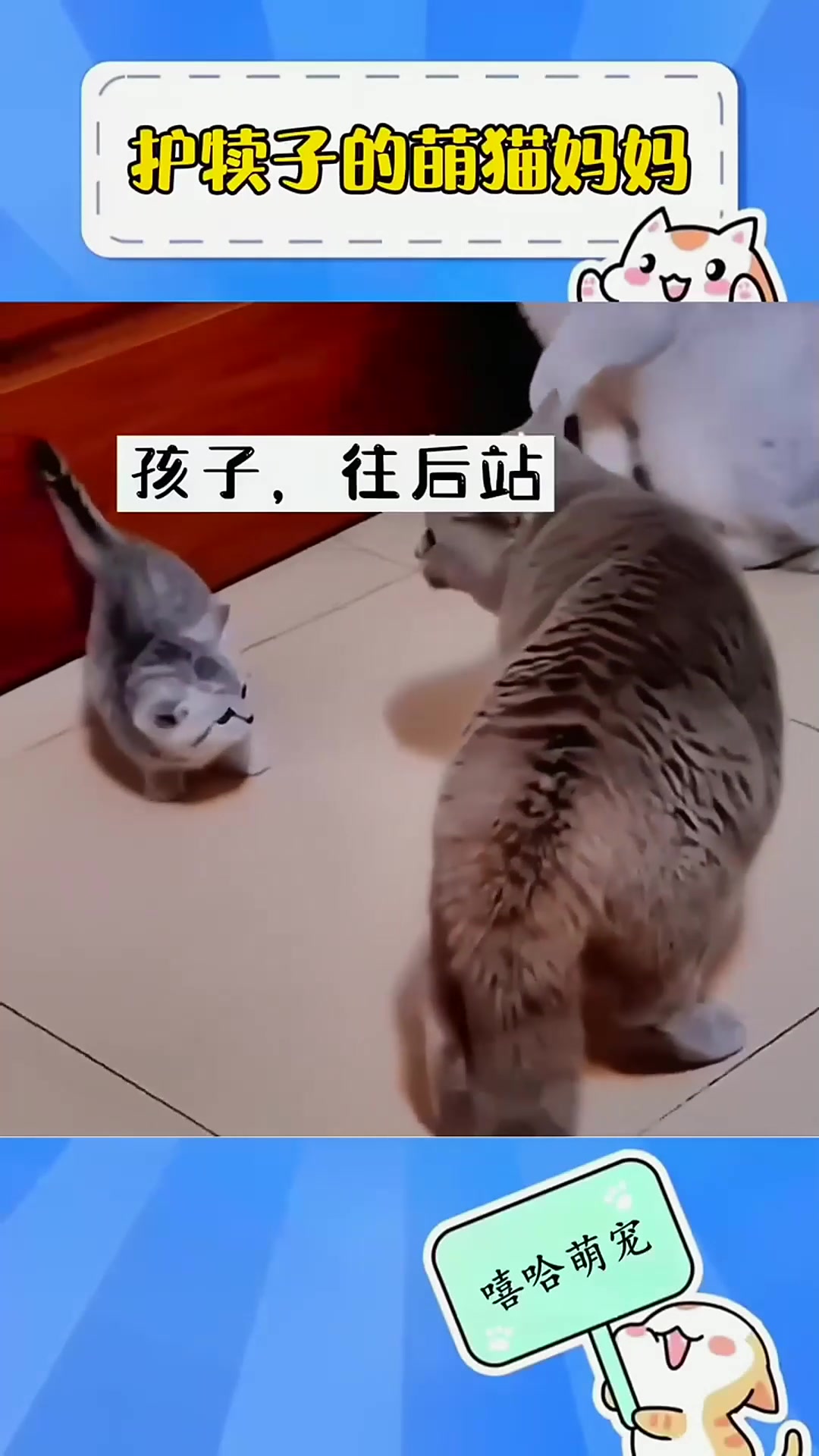 盘点那些搞笑瞬间小猫被欺负猫妈妈过去理论