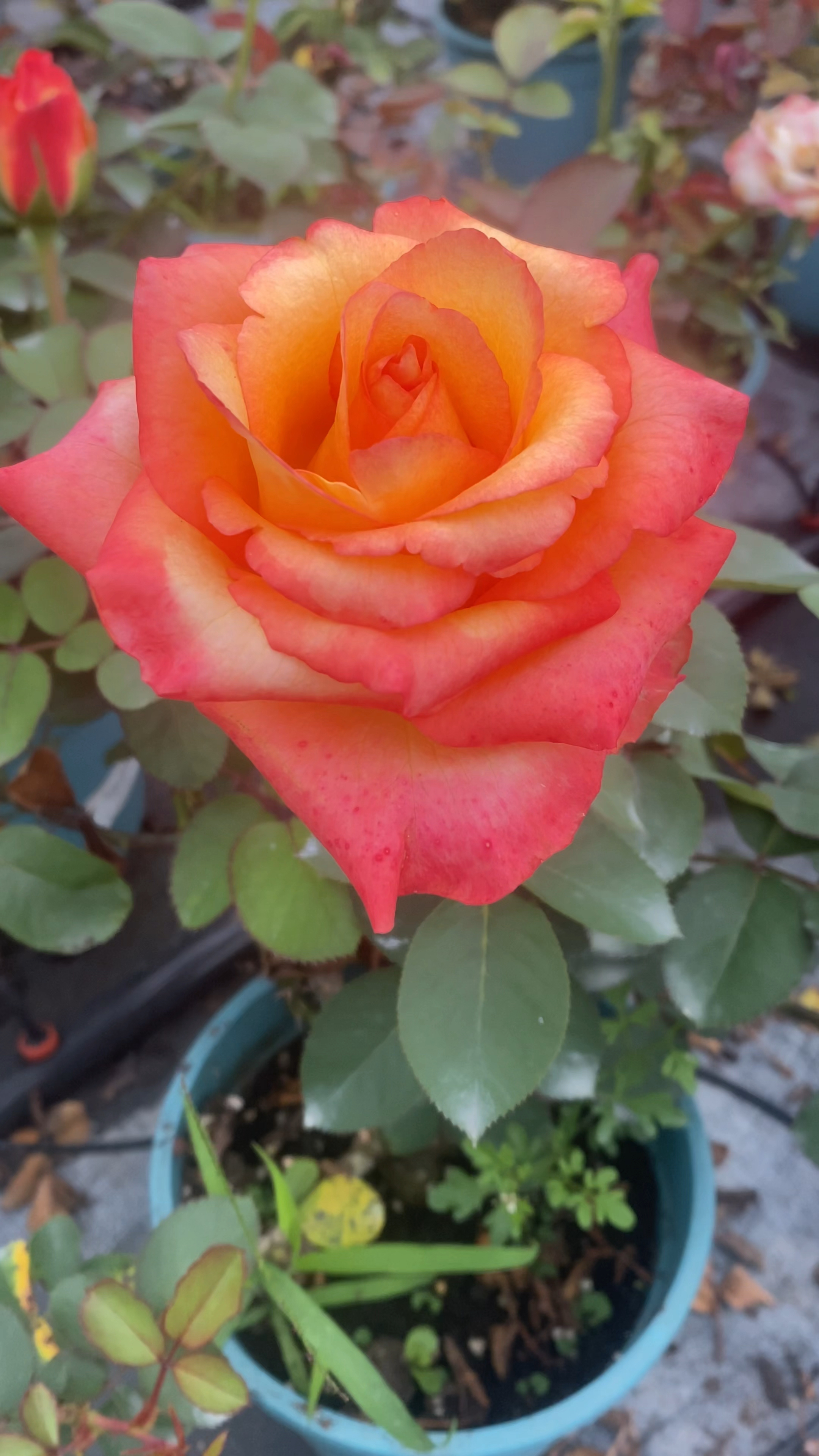 金辉月季,橙色带红边花色,浪漫俏皮,花大,抗性好!-度小视