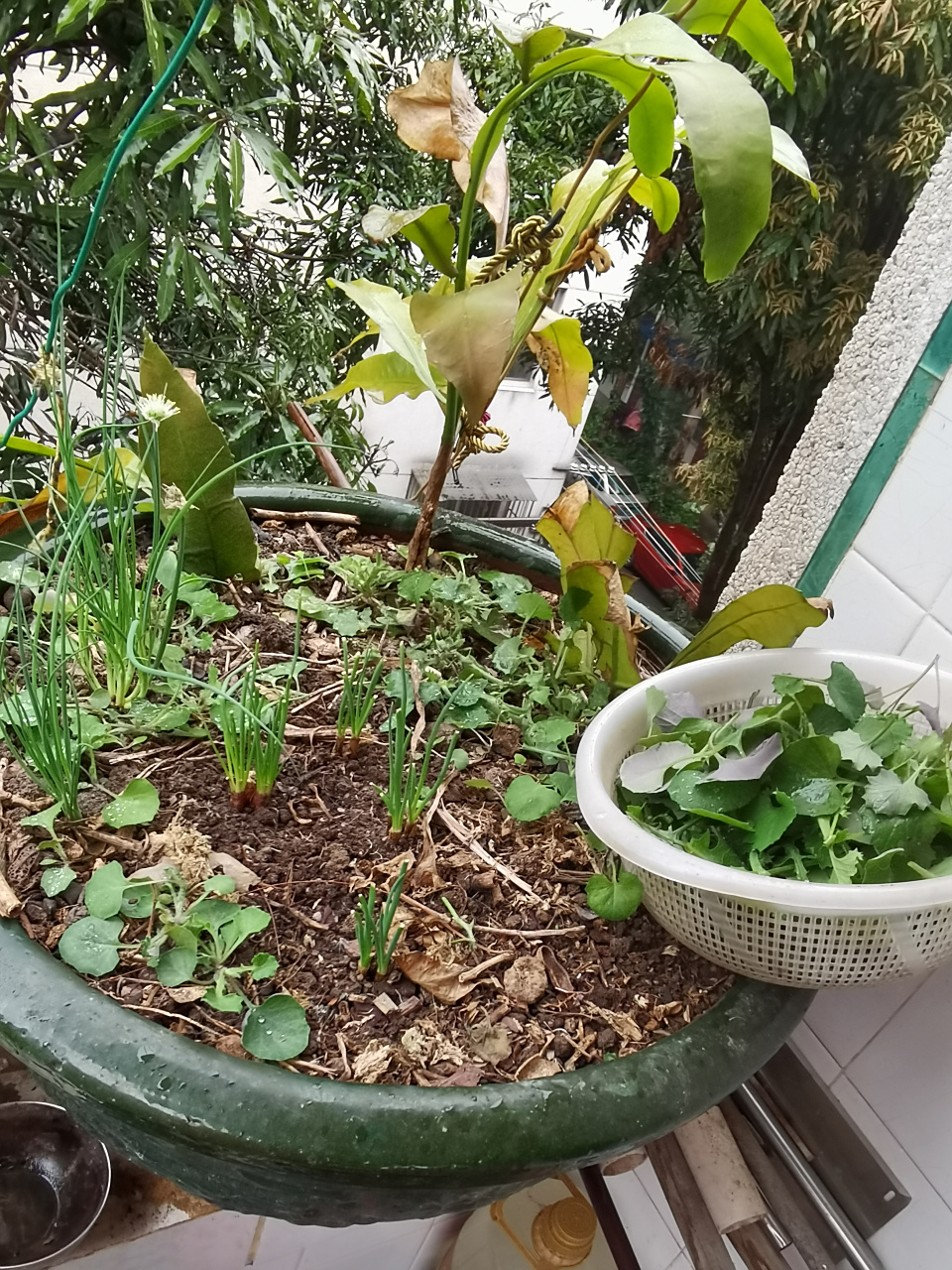 前年的春天,我扦插了两枝昙花,因为种种原因移了两次盆,致使根系一直