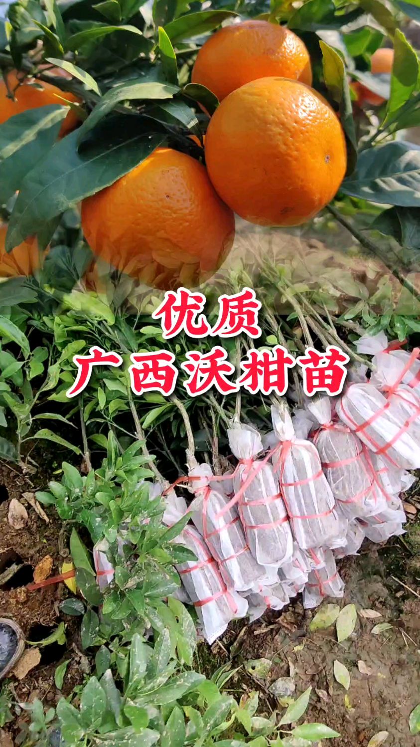 买到优质的广西大沃柑苗,就能体会到全家人都吃不完乐趣,选对好品种