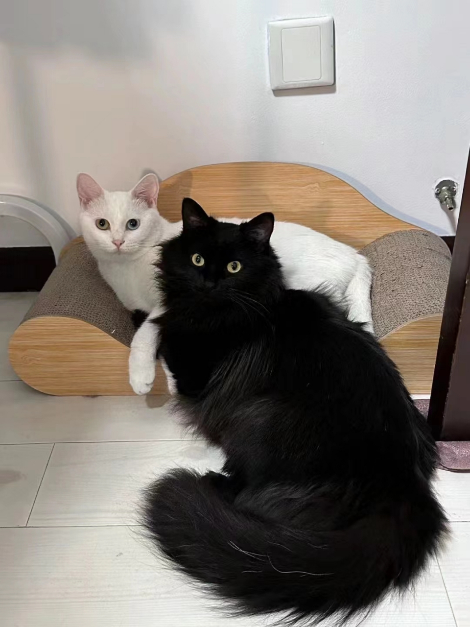 黑猫和白猫千万别一起养,否则黑衣服粘白毛,白衣服粘黑毛,你还会收获