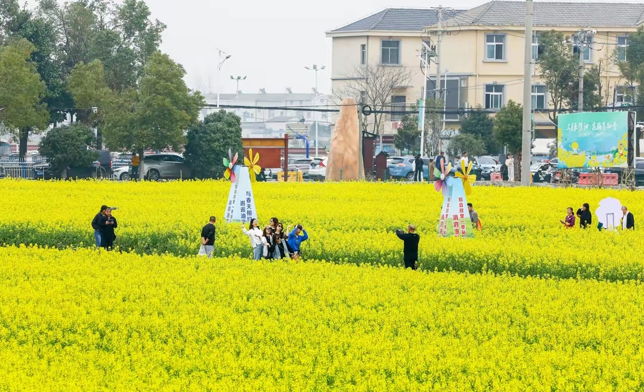 蔡甸消泗油菜花门票图片