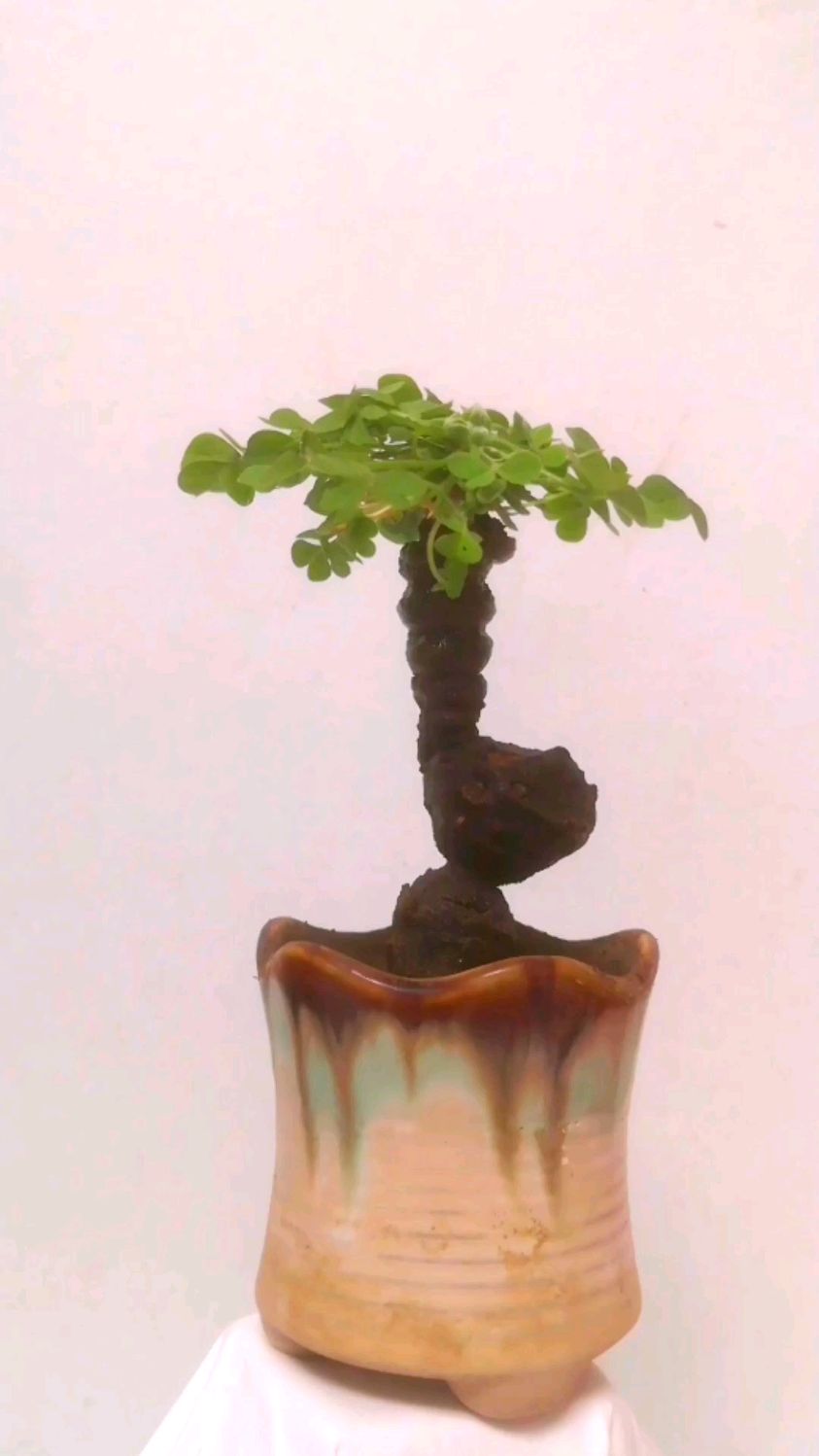 小平台红花酢浆草老桩,可以放个小摆件