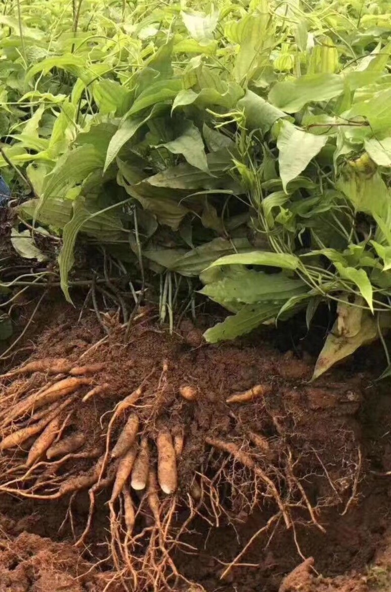 药用植物——百部