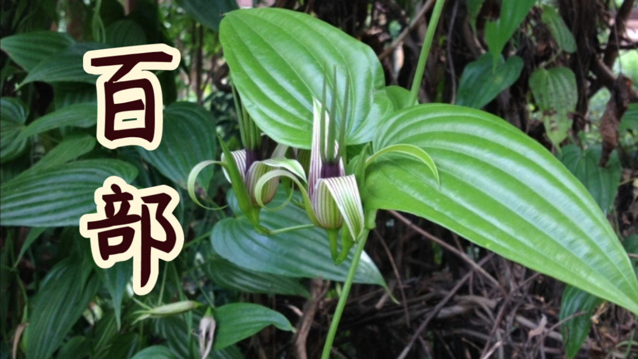 药用植物——百部