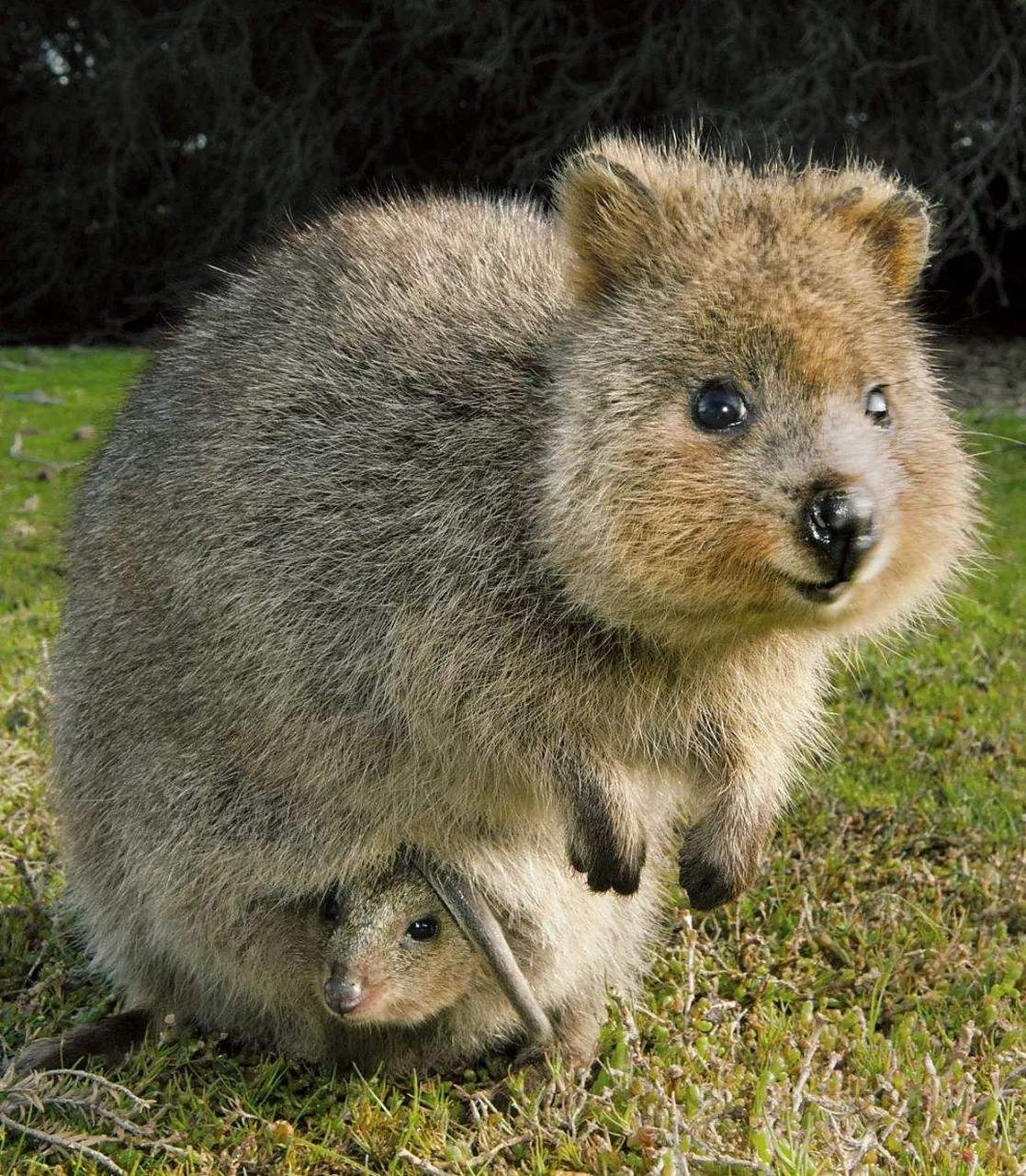 好想去澳大利亚做一名动物保护成员,保护这些易危的动物,比如根据最新