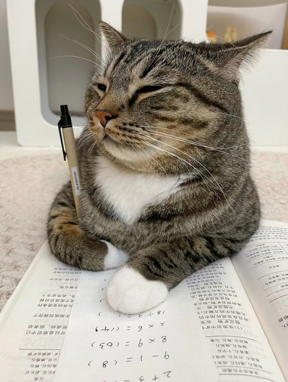 每天都跟小猫咪强调学习的重要性,它就是听不进去,一看书就犯困,问题