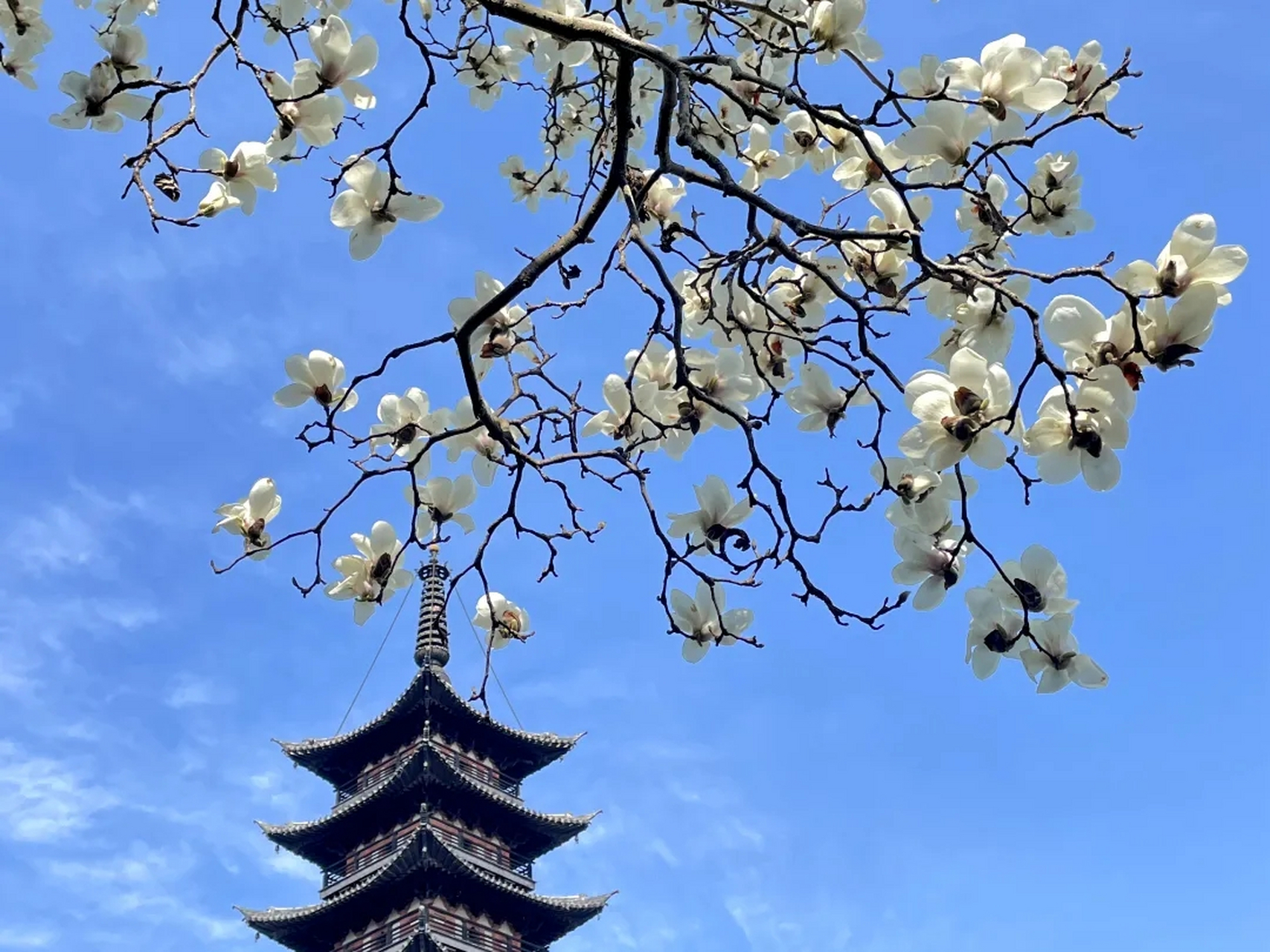 上海市花白玉兰进入最佳观赏期了  在这白玉兰盛开的季节,无论是漫步