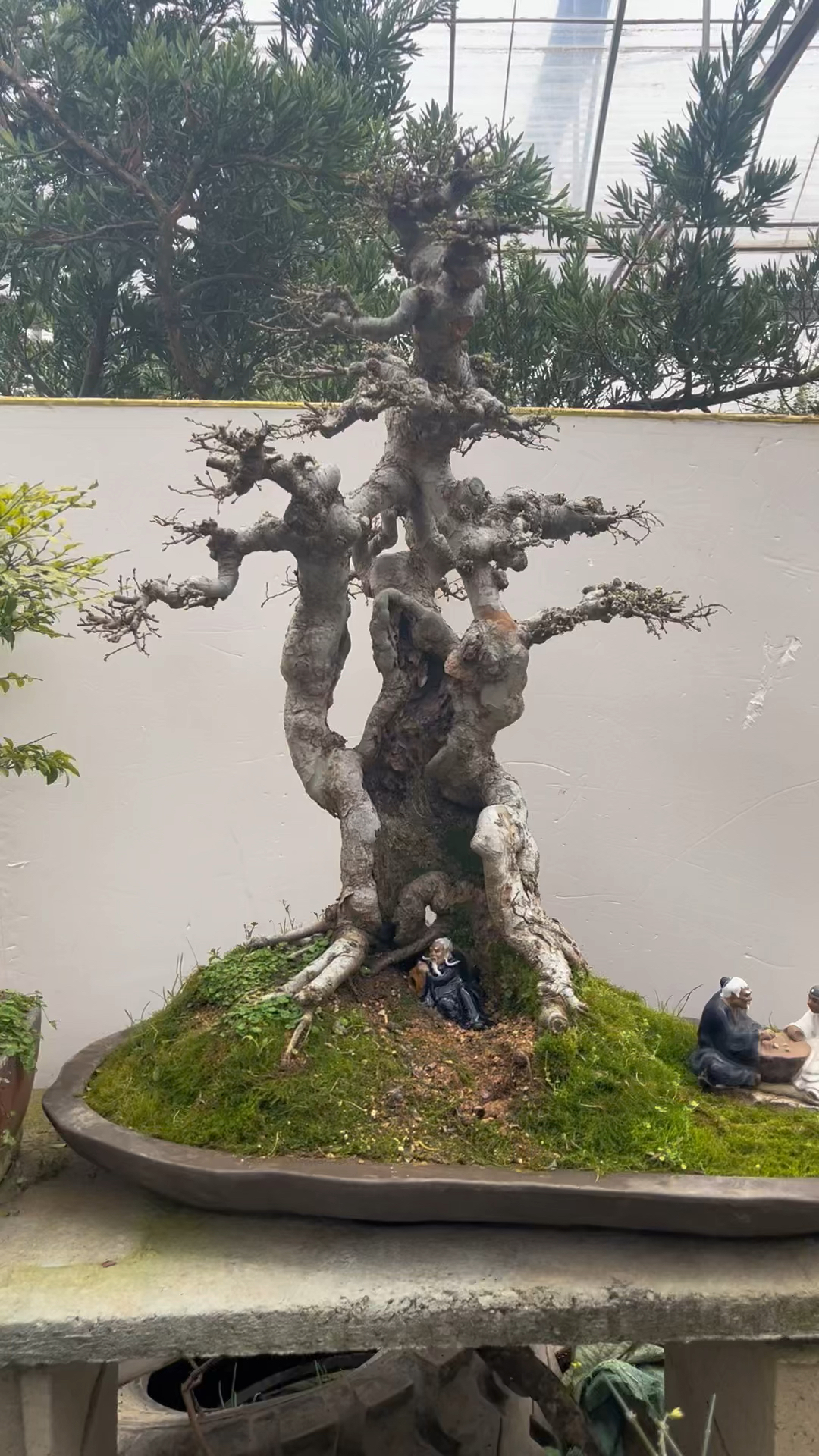 别墅庭院盆景. 半个身子榆树