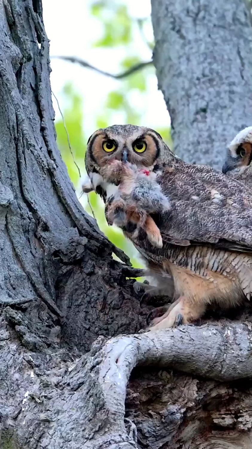 猫头鹰带回来这么多肉喂宝宝-度小视