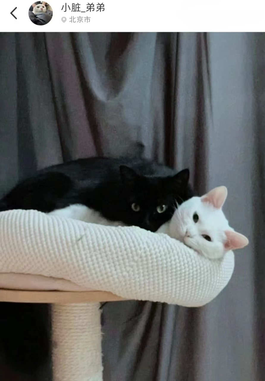 黑猫和白猫千万别一起养,否则黑衣服粘白毛,白衣服粘黑毛,你还会收获
