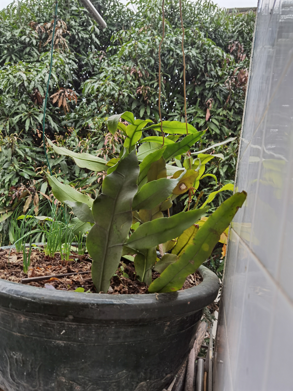 前年的春天,我扦插了两枝昙花,因为种种原因移了两次盆,致使根系一直