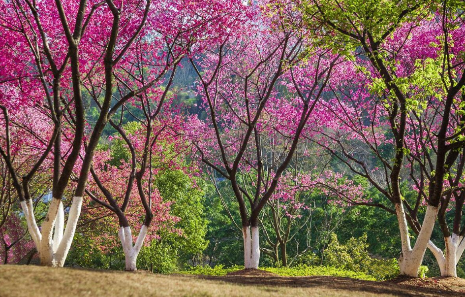 阳春三月南风已至细数广州几个踏青赏花寻春的好去处