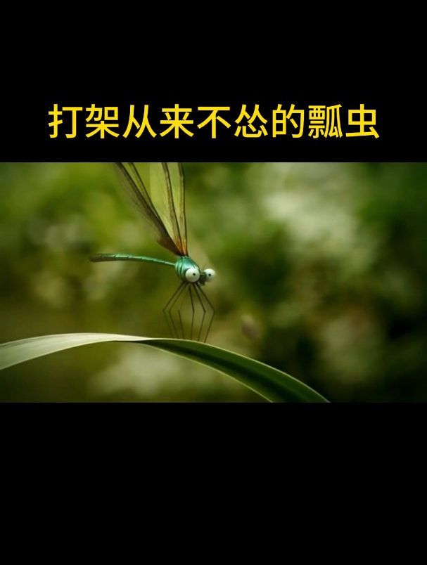 霸气十足瓢虫绝不畏惧任何挑战打架拿捏得死死的