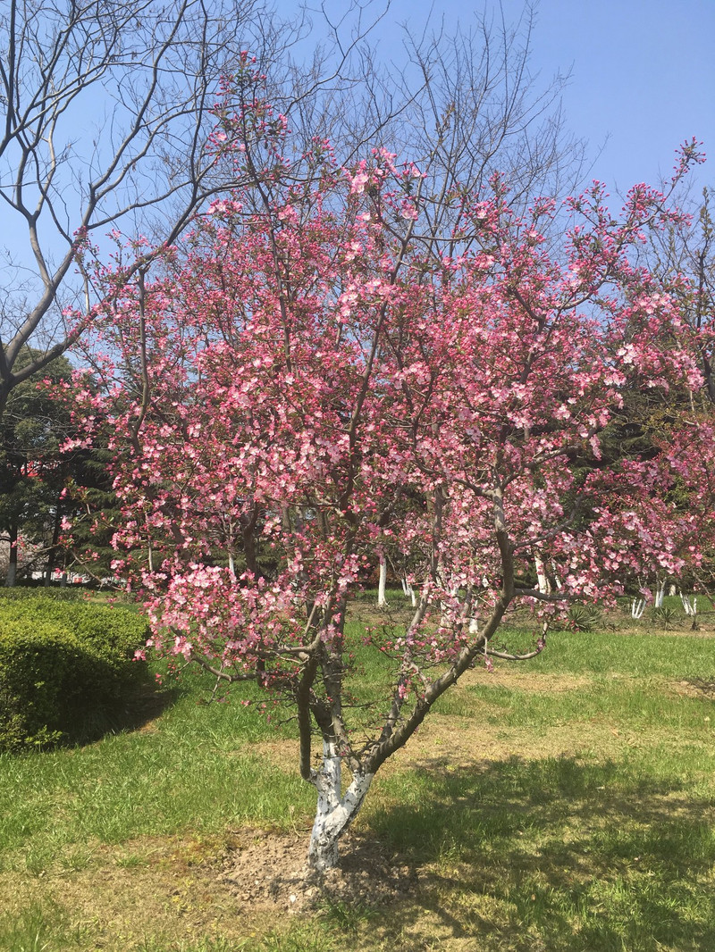 海棠花最名贵排名图片