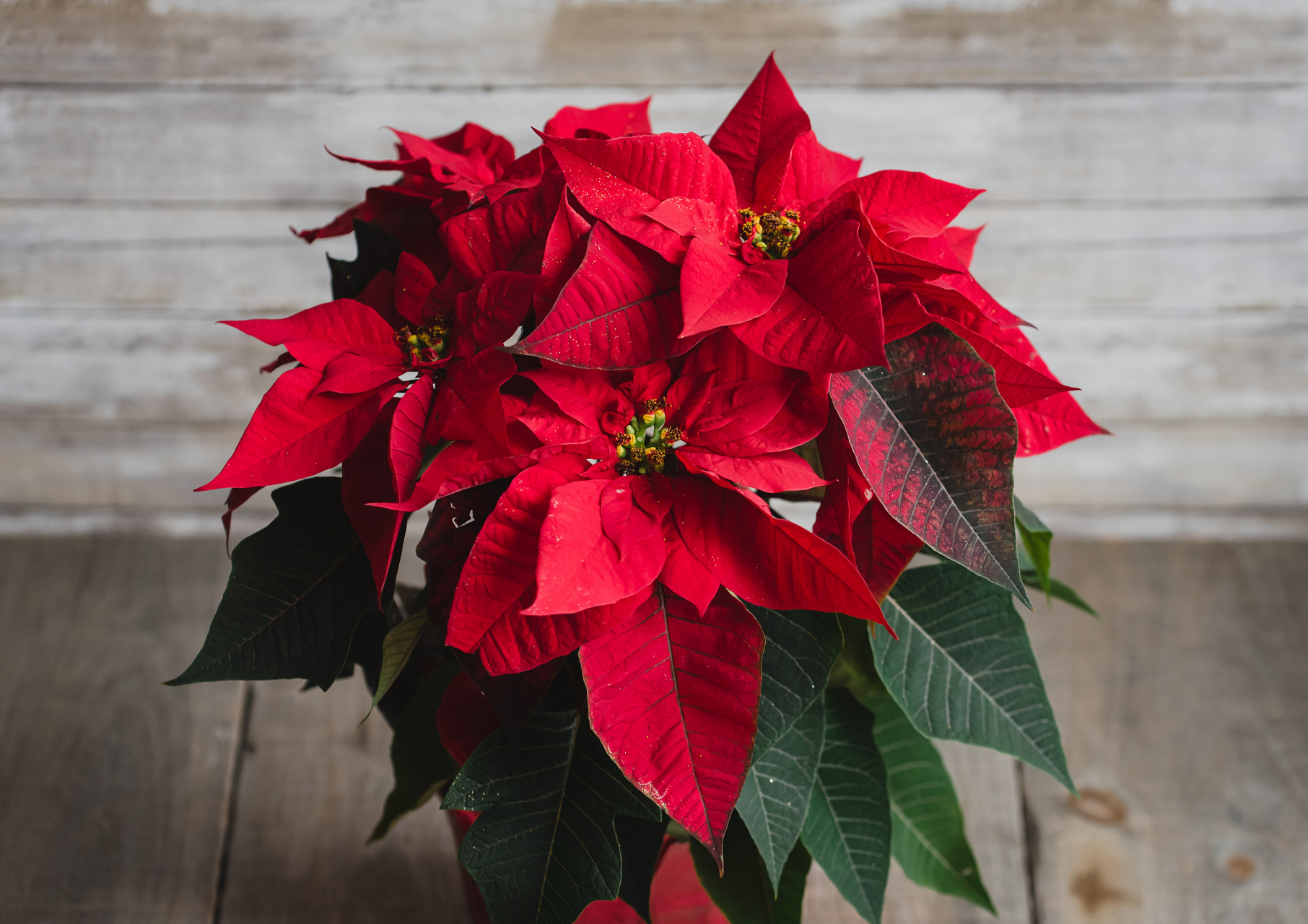 红色花的绿植叫什么 有哪些开红花的植物