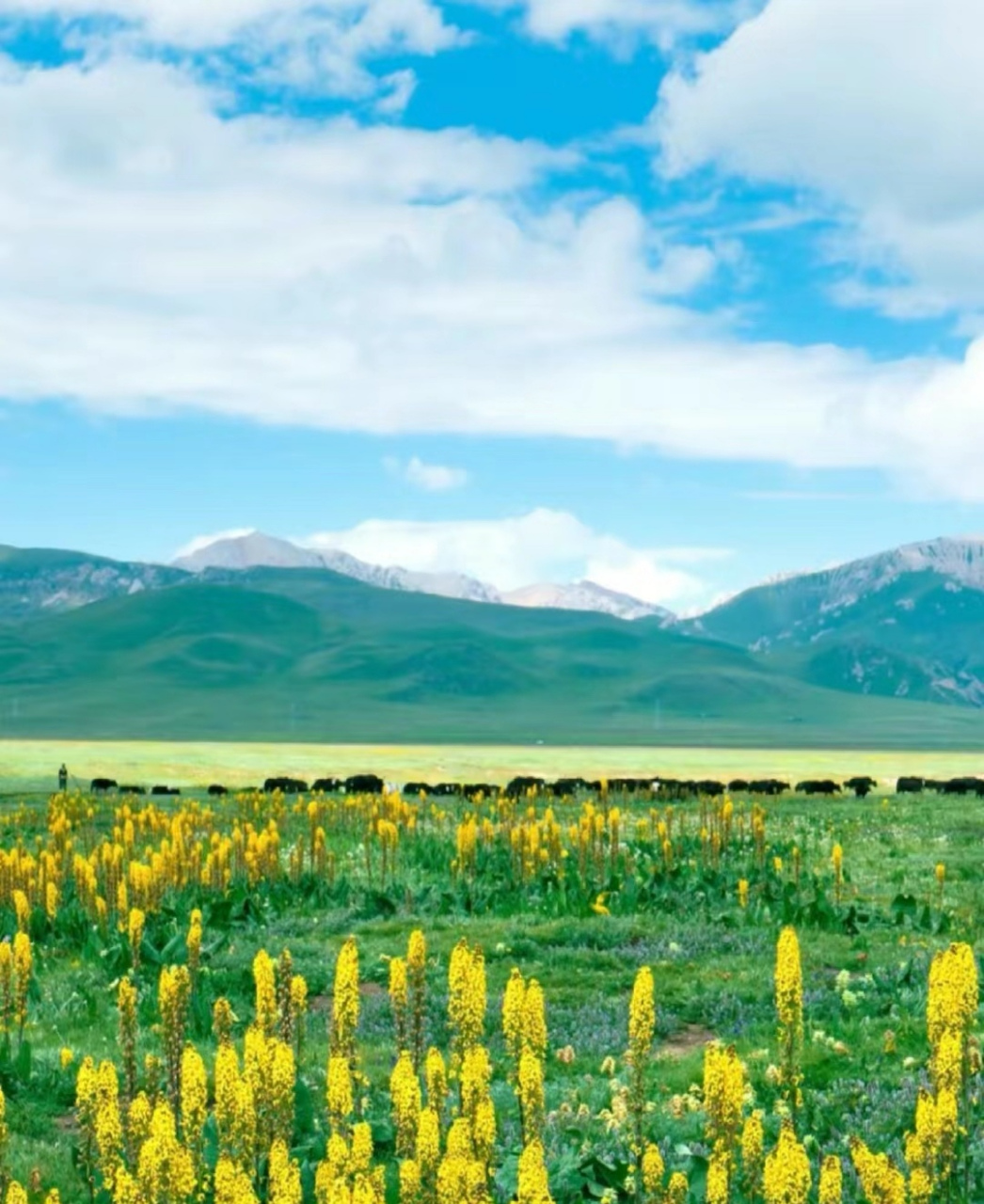 花湖又名"麦朵湖",位于阿坝州若尔盖县,面积约6.
