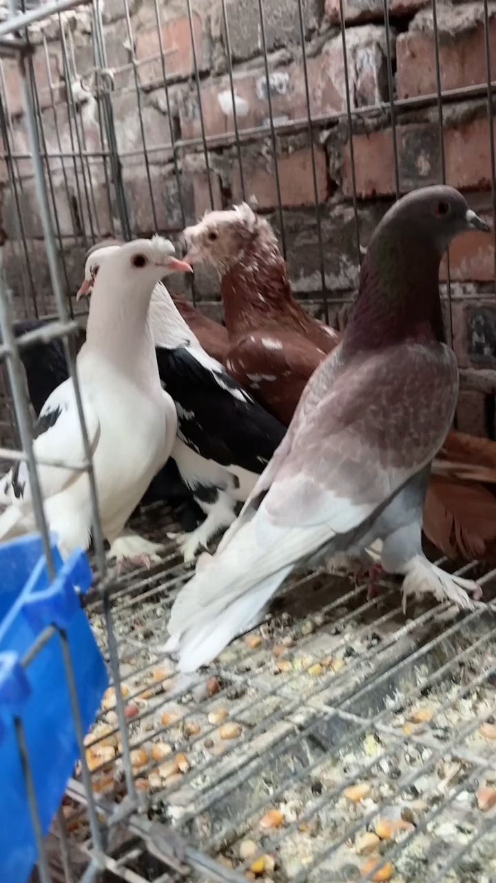大毛脚观赏鸽,有没有鸽友喜欢的,宠物分享!