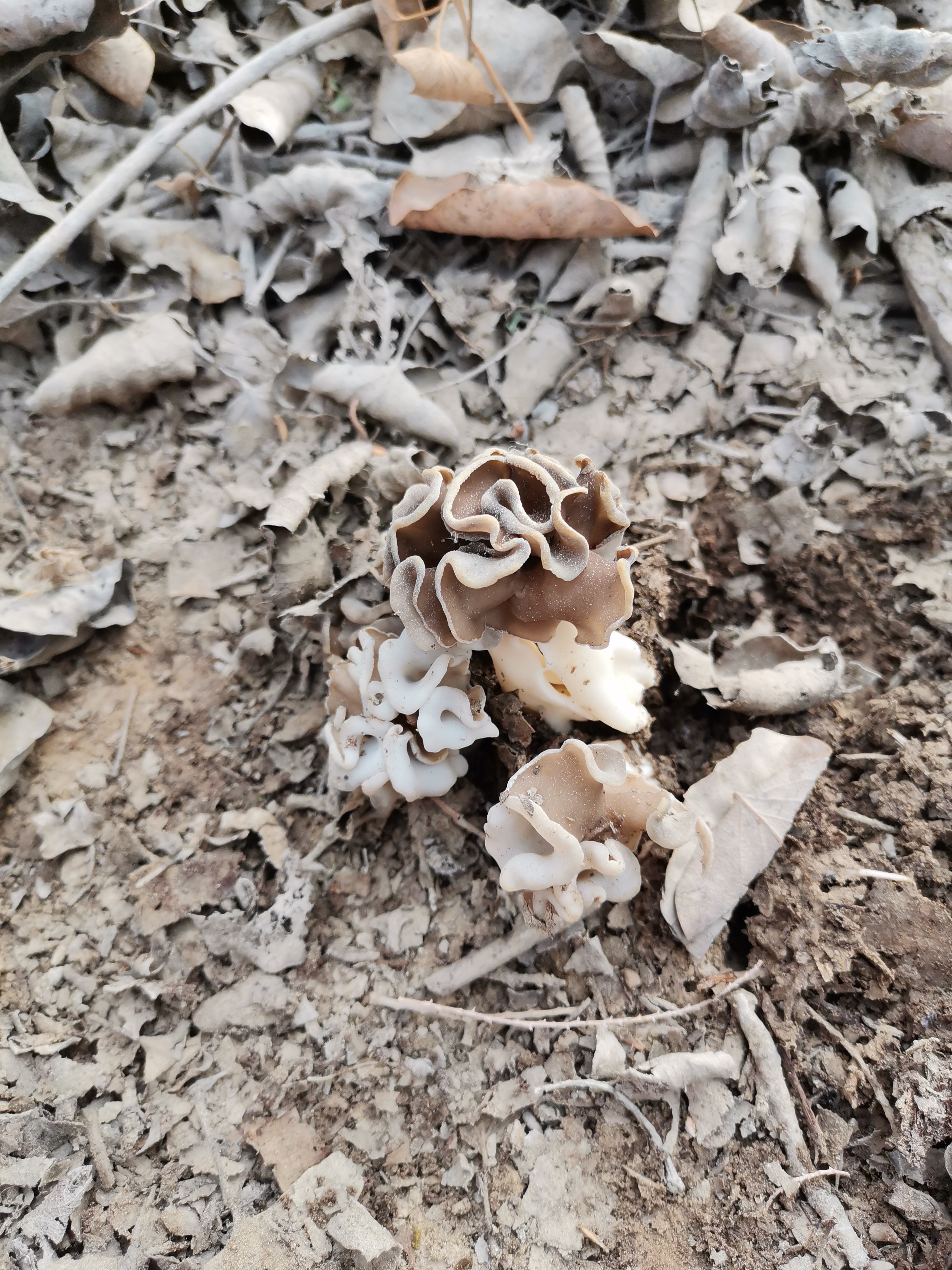 新疆巴楚蘑菇