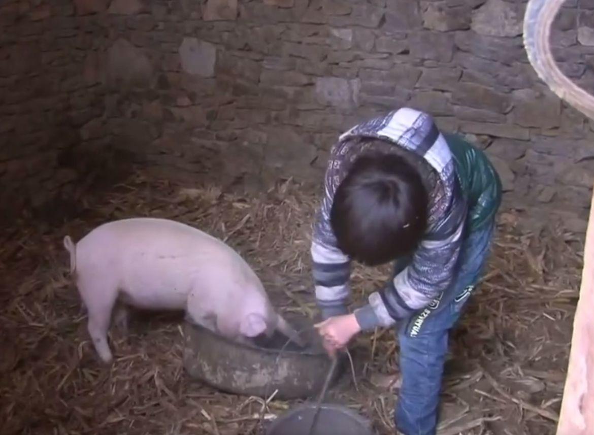 14岁男孩独守大山唯一的亲人是一头猪一年的生活费仅仅500元