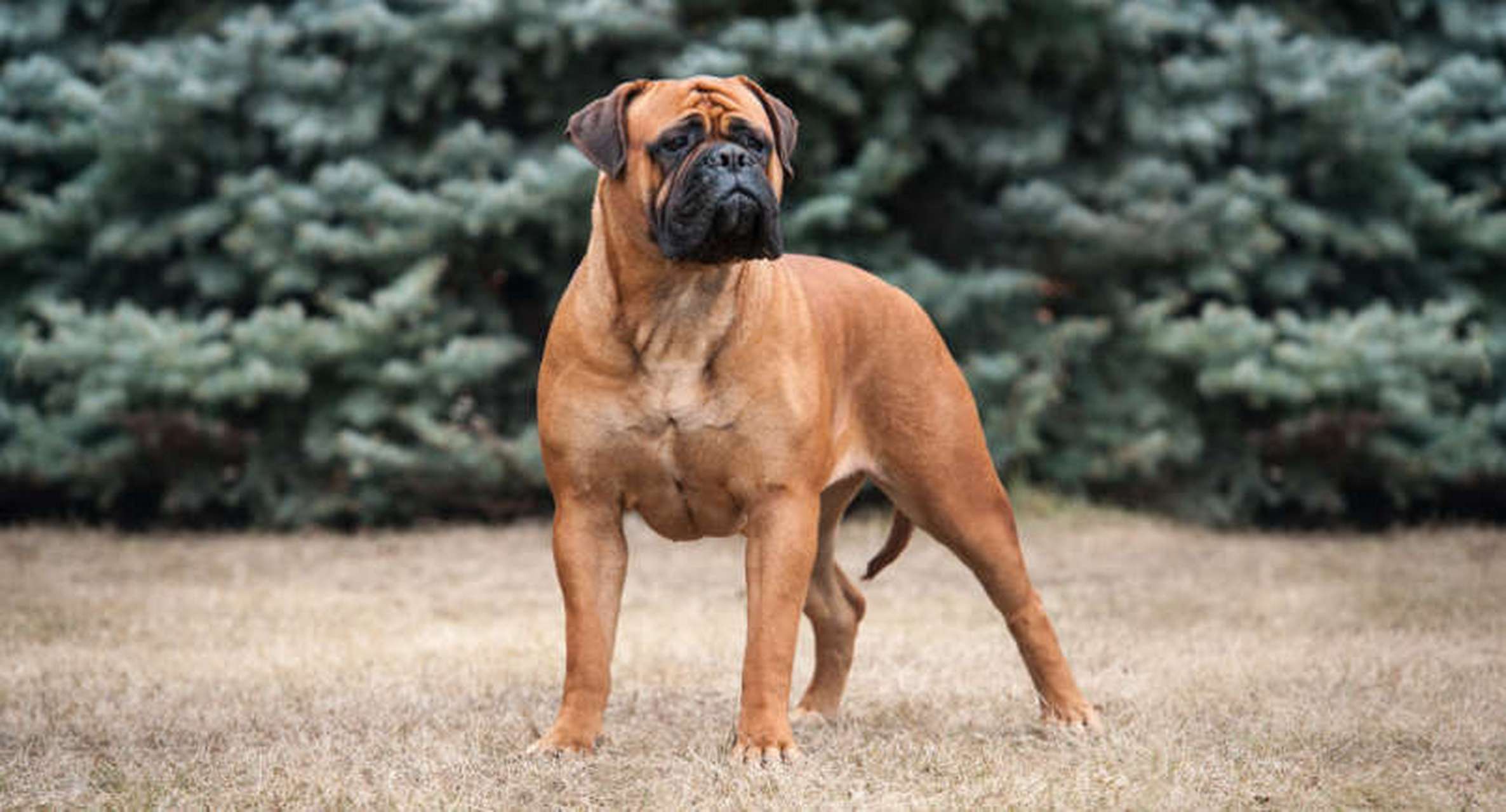 动物小知识:经常让主人感到后悔的犬种  牛头獒 斗牛獒容易受到特定