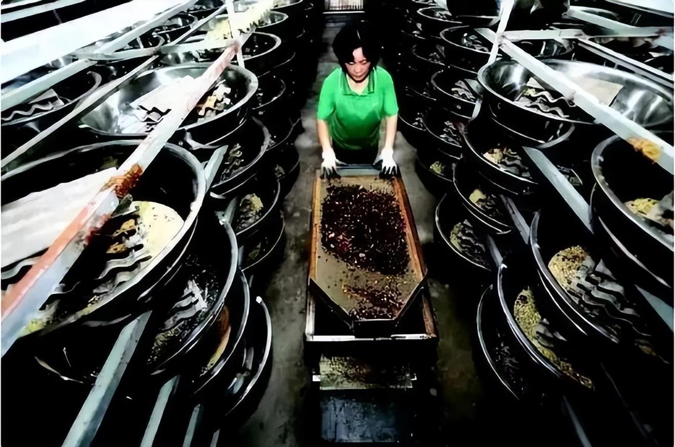 2011年山东48岁男子辞职养蟑螂如今繁殖40亿只收入破亿