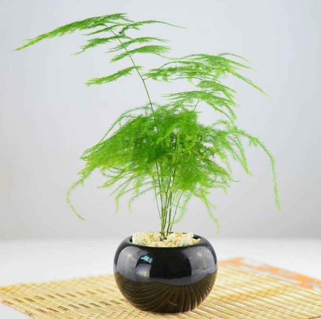 7种富有"禅意"的绿植,再穷也要养一盆,太有意境了