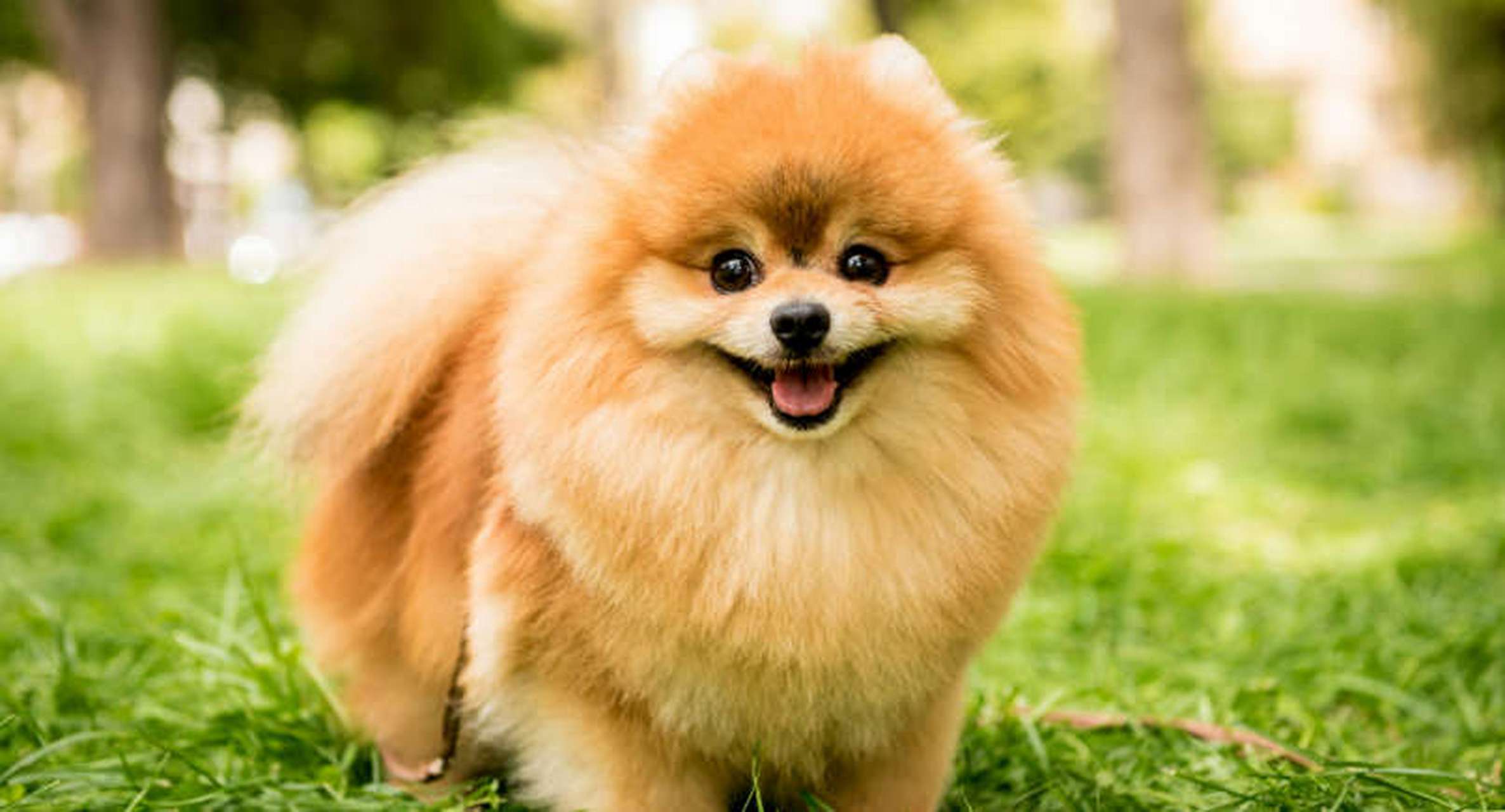 动物小知识:经常让主人感到后悔的犬种  博美犬 博美犬以其爱叫的特性