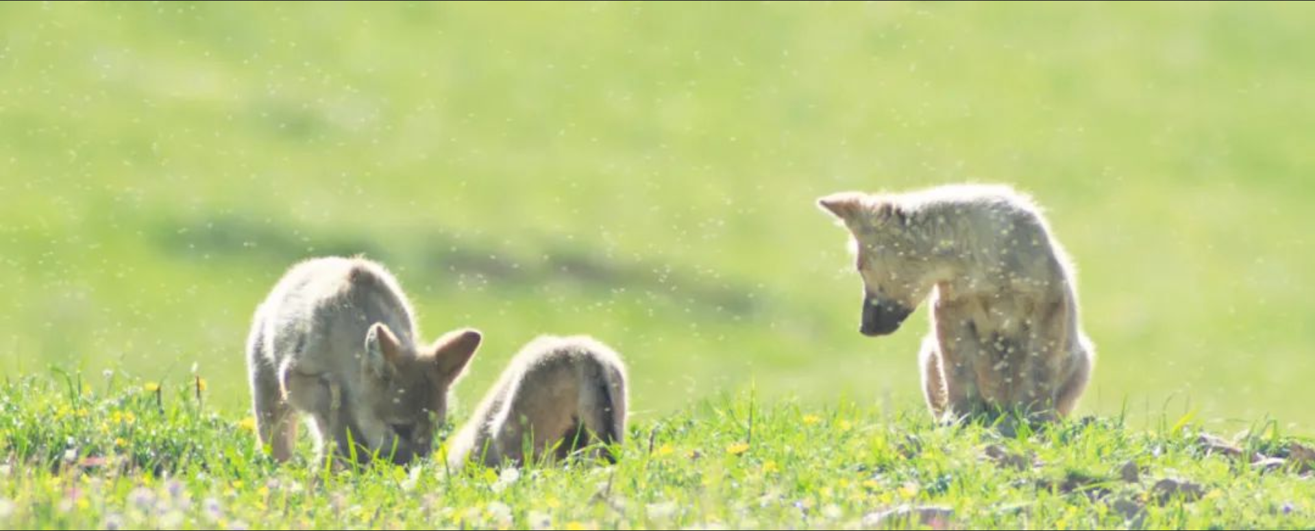 草原上的殉情狼夫妇