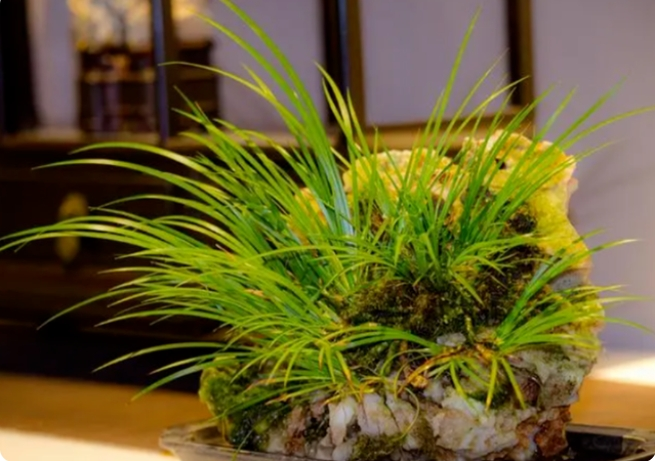 7种富有"禅意"的绿植,再穷也要养一盆,太有意境了