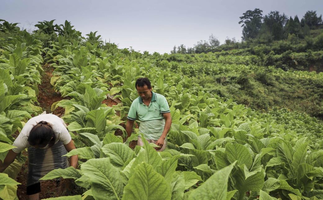 2014年河南6岁女孩每天靠吃伟哥续命爱心人士出手相助