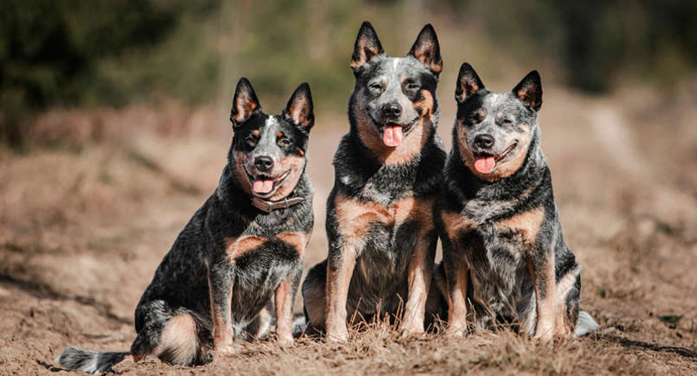 牧牛犬有哪些品种图片