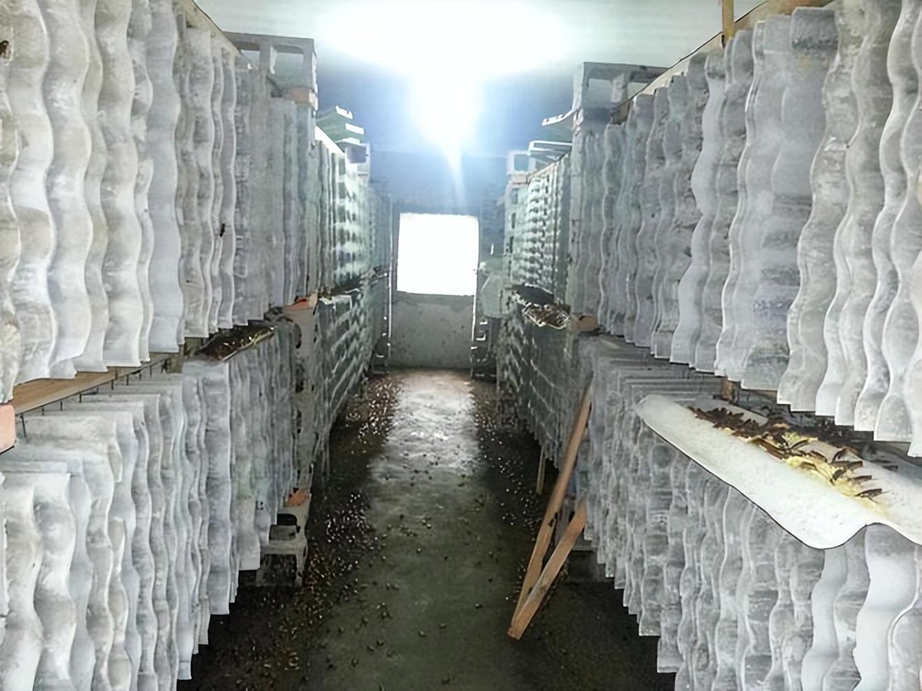 2011年山东48岁男子辞职养蟑螂如今繁殖40亿只收入破亿