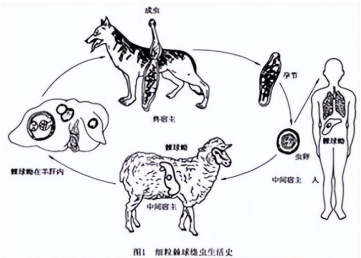 全球十大探险家之一的闪米特曾在藏区探险后写下《包虫病之殇》一书:"