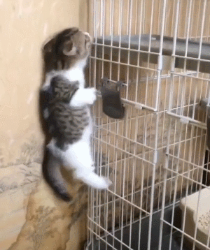 猫咪有以下表现,说明它是来"报恩"的,宠主就偷着乐吧