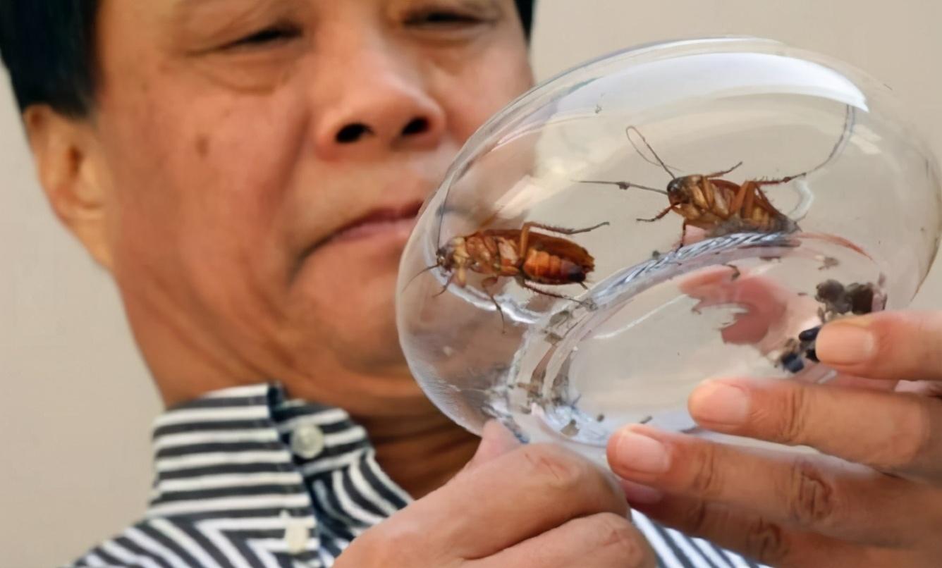 2011年山东48岁男子辞职养蟑螂如今繁殖40亿只收入破亿