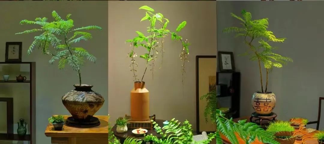 7种富有"禅意"的绿植,再穷也要养一盆,太有意境了