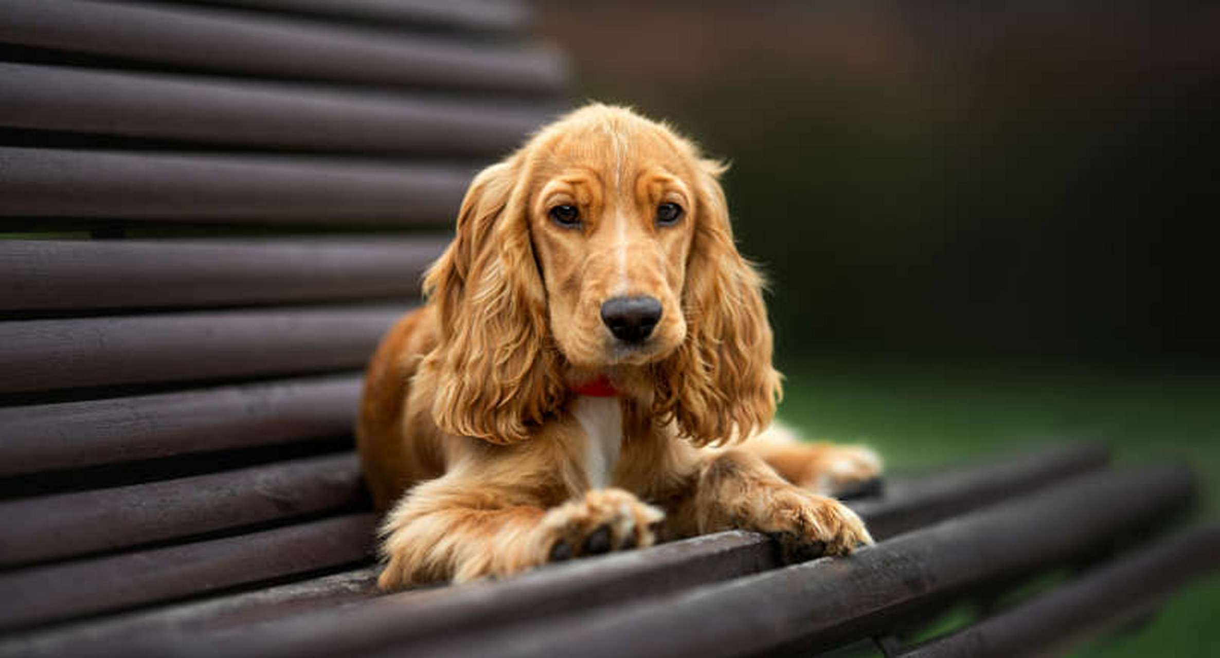 可卡犬造型图片图片