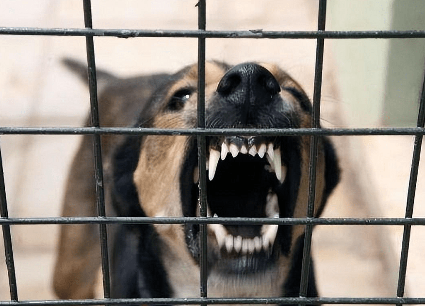 1998年美国温顺宠物狗折磨女主人致死调查后却发现狗不是真凶