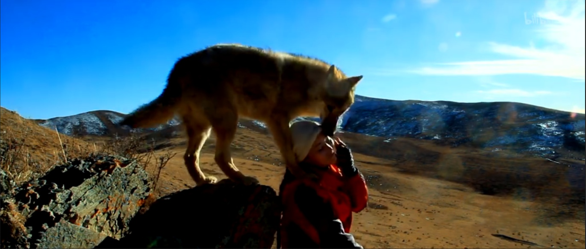 纪实成都女孩养狼做儿子卖房帮它重返狼群结局如何