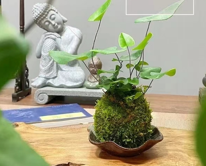 7种富有"禅意"的绿植,再穷也要养一盆,太有意境了