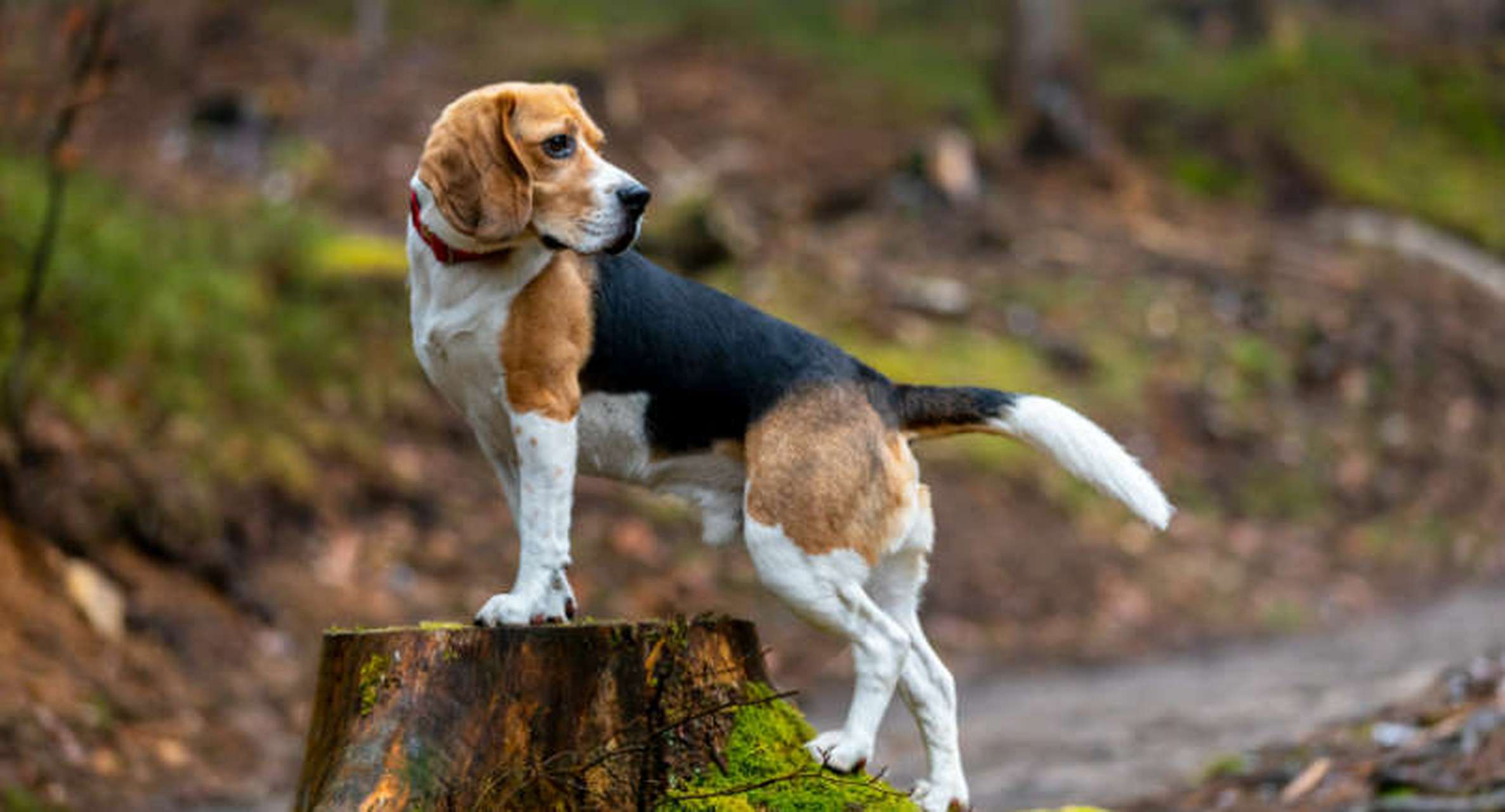 动物小知识:经常让主人感到后悔的犬种  比格犬 比格犬因其爱发声的