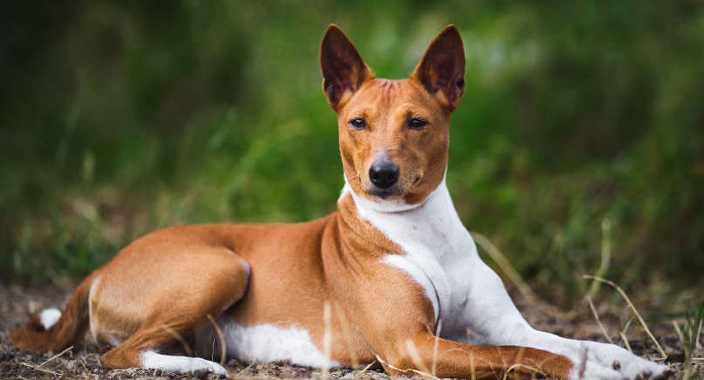 巴仙吉犬多少钱图片