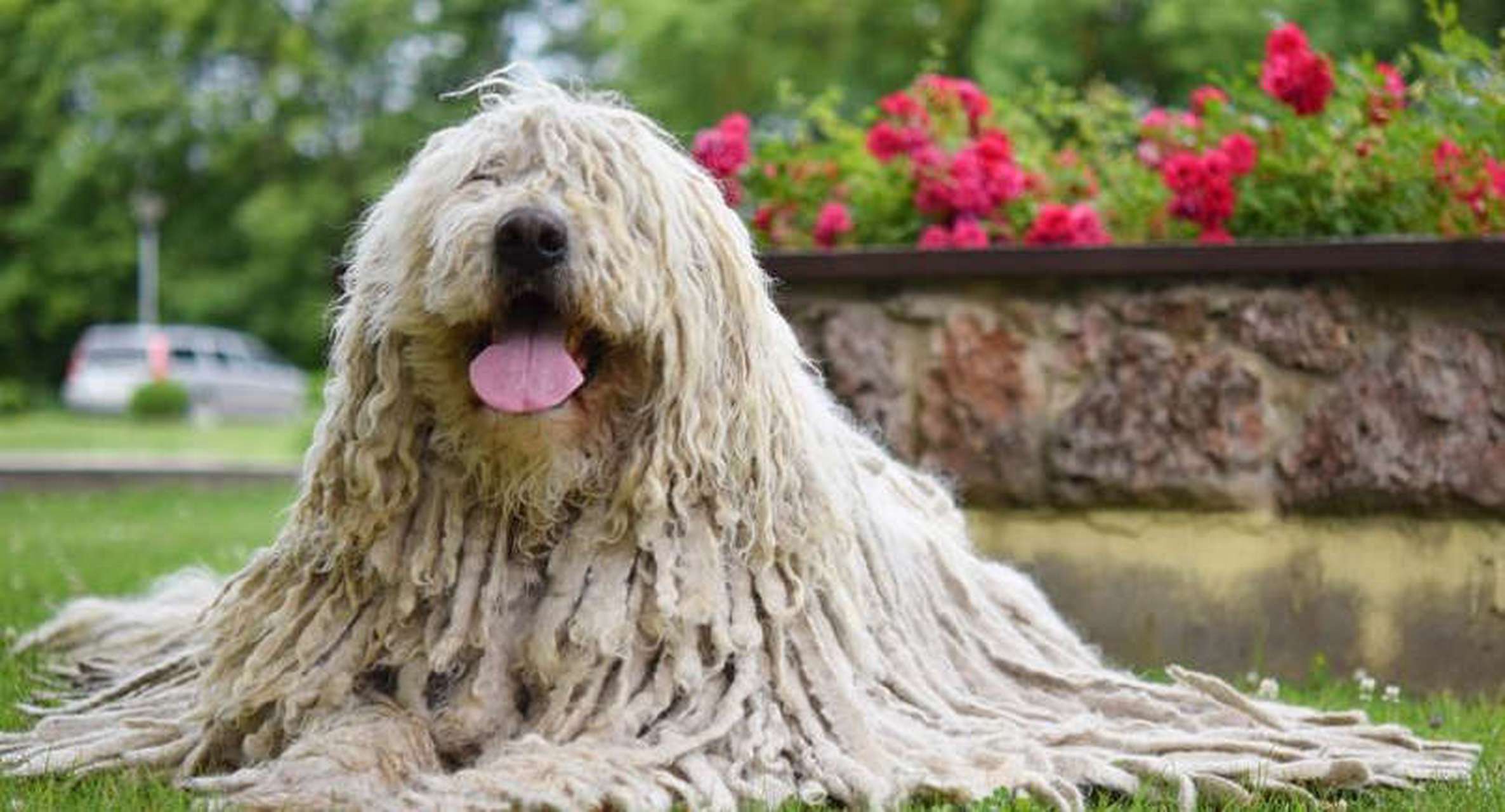 动物小知识:世界上的昂贵犬种 可蒙犬 可蒙犬因其长长的绳状外套而