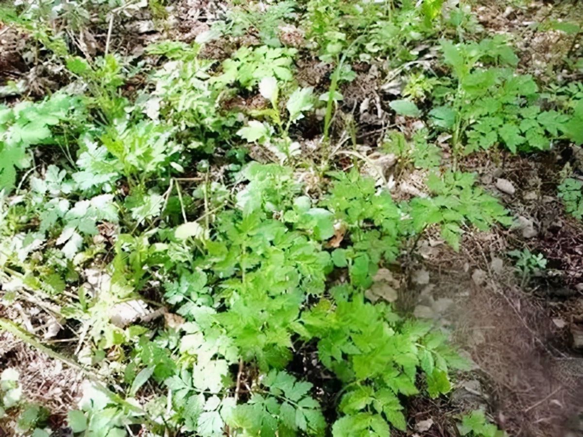 一盘炒辣椒端上了桌贺龙尝上一口发现不对劲立马叫来炊事员